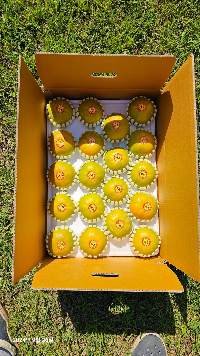 주하네팜(태추,부유님의 장터 판매 상품 [아삭달콤한 주하네팜 태추단감 2.5kg,5kg] 첨부 사진