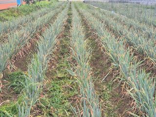 준영농장 출석왕.님의 자유주제 · 자유게시판 작성글 사진