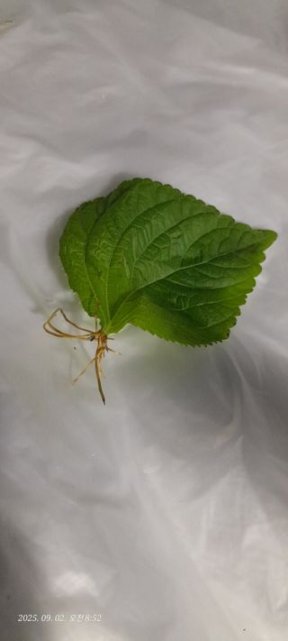 항상밝고희망차게님의 자유주제 · 자유게시판 작성글 사진