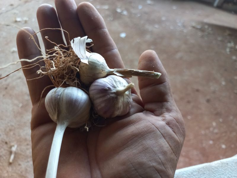 장터 상품 [홍산마늘 풋마늘,주아수확용 종자] 썸네일