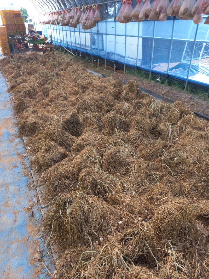 박린님의 장터 판매 상품 [홍산마늘 주아] 첨부 사진