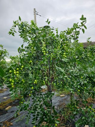 망운천지향토농원님의 자유주제 · 자유게시판 작성글 사진