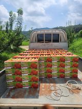 팜모닝 자유주제·자유게시판 게시글 이미지