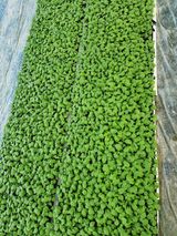 팜모닝 자유주제·자유게시판 게시글 이미지