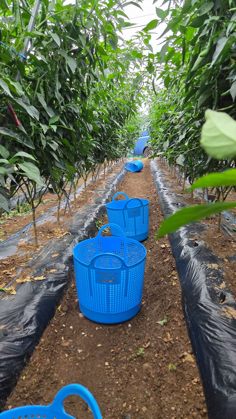 인제 돈키호테님의 장터 판매 상품 [청양 풋고추 5kg] 첨부 사진