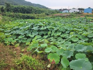 전영일님의 자유주제 · 자유게시판 작성글 사진