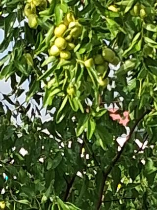 맞춤포도 드론방제님의 자유주제 · 자유게시판 작성글 사진