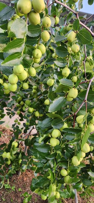 하은와송~♡♡♡~님의 자유주제 · 자유게시판 작성글 사진