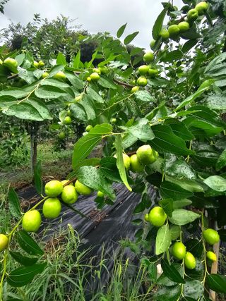 망운천지향토농원님의 자유주제 · 자유게시판 작성글 사진