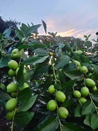 망운천지향토농원님의 자유주제 · 자유게시판 작성글 사진