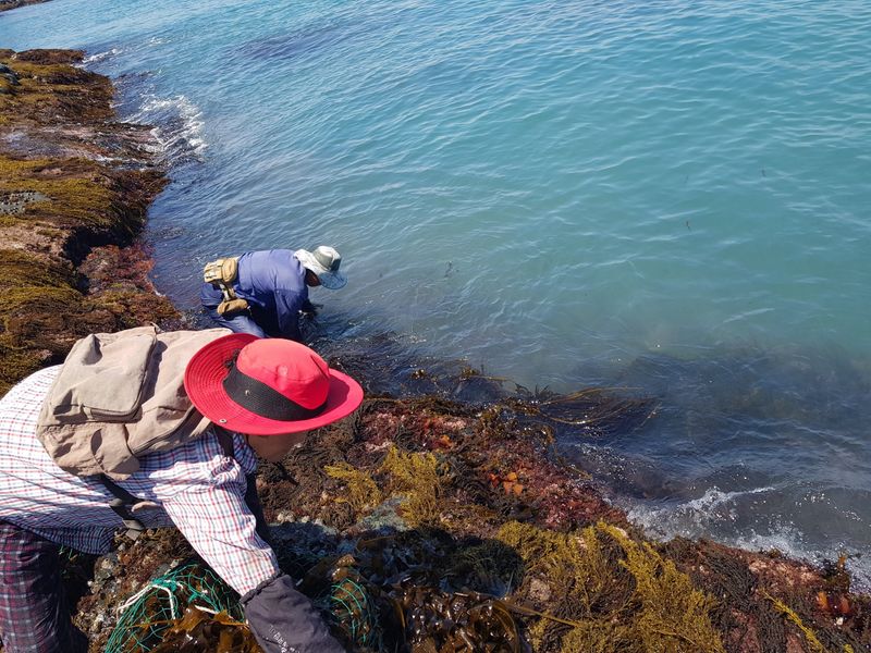 짱뚱이님의 장터 판매 상품 [당사도 갯바위 미역] 첨부 사진