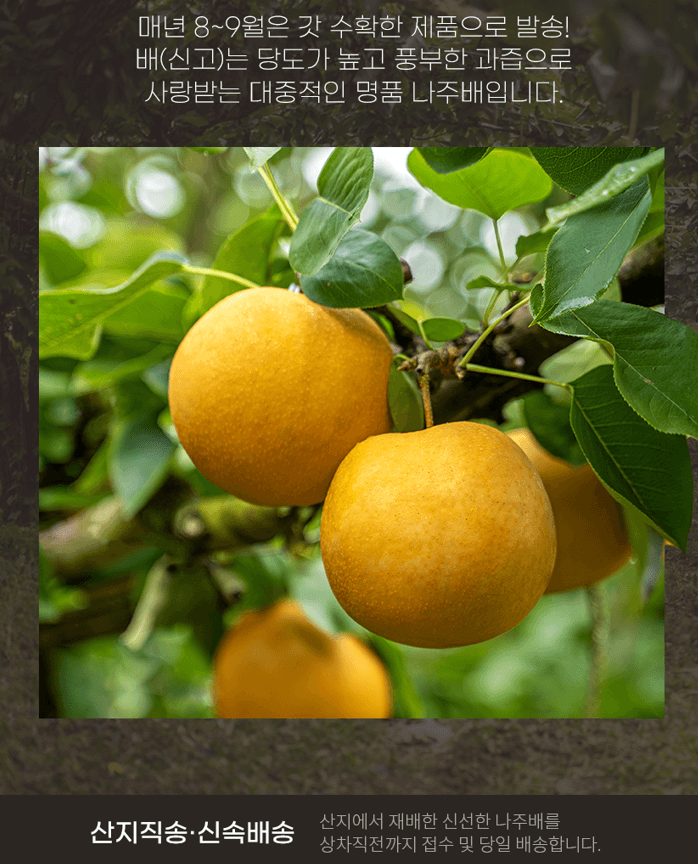 스피드번님의 장터 판매 상품 [나주 배(신고)] 첨부 사진