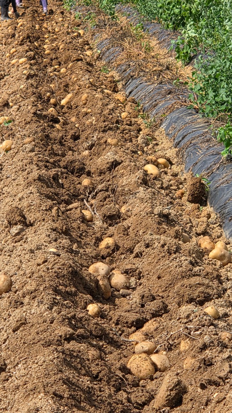 인제 돈키호테님의 장터 판매 상품 [고냉지감자 (두백)5kg] 첨부 사진