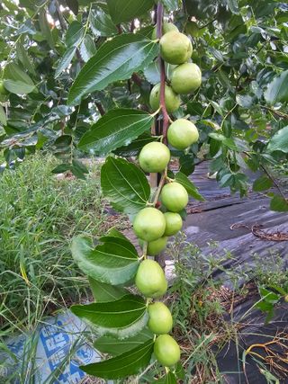 망운천지향토농원님의 자유주제 · 자유게시판 작성글 사진