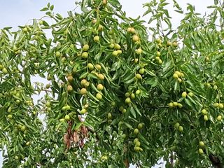 맞춤포도 드론방제님의 자유주제 · 자유게시판 작성글 사진