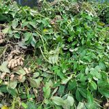 팜모닝 자유주제·자유게시판 게시글 이미지