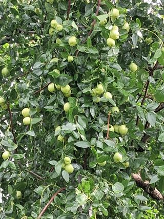 맞춤포도 드론방제님의 자유주제 · 자유게시판 작성글 사진