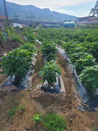 땅땅님의 자유주제 · 자유게시판 작성글 사진