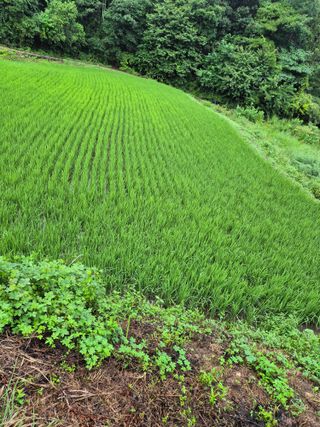 양배추16966님의 농사, 무엇이든 물어보세요! · 참여글 작성글 사진