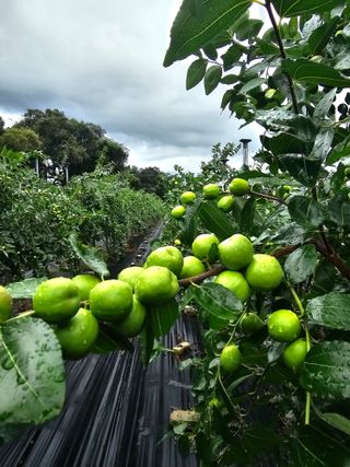 망운천지향토농원님의 자유주제 · 자유게시판 작성글 사진