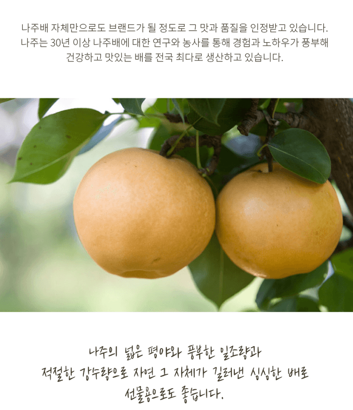 스피드번님의 장터 판매 상품 [나주 배(신고)] 첨부 사진