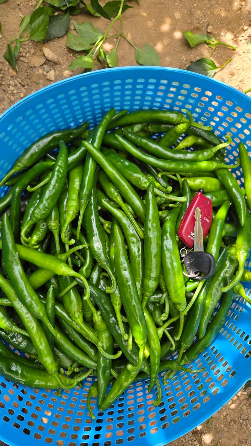 장터 상품 [청양 풋고추 5kg] 썸네일