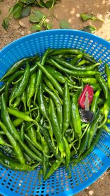 팜모닝 · 게시글 이미지