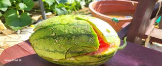 양일봉님의 자유주제 · 자유게시판 작성글 사진