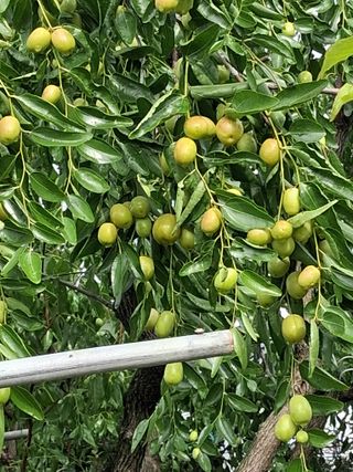 맞춤포도 드론방제님의 자유주제 · 자유게시판 작성글 사진