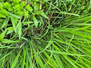 양배추16966님의 농사, 무엇이든 물어보세요! · 참여글 작성글 사진