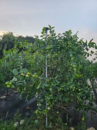 망운천지향토농원님의 자유주제 · 자유게시판 작성글 사진