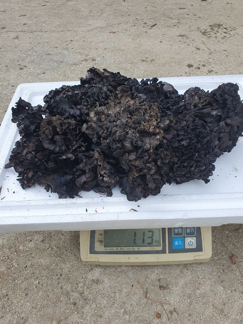 장터 상품 [먹버섯] 썸네일