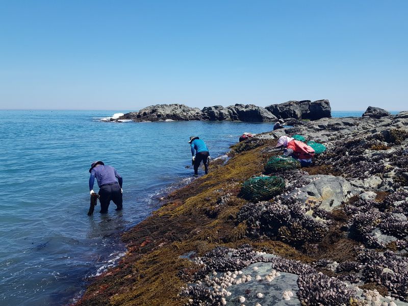 짱뚱이님의 장터 판매 상품 [당사도 갯바위 미역] 첨부 사진