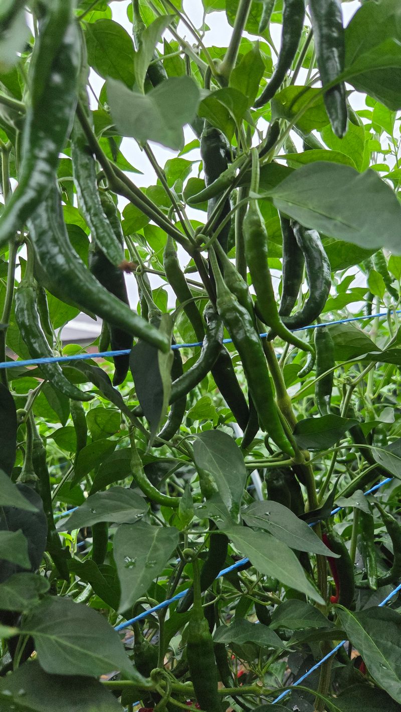 인제 돈키호테님의 장터 판매 상품 [청양 풋고추 5kg] 첨부 사진