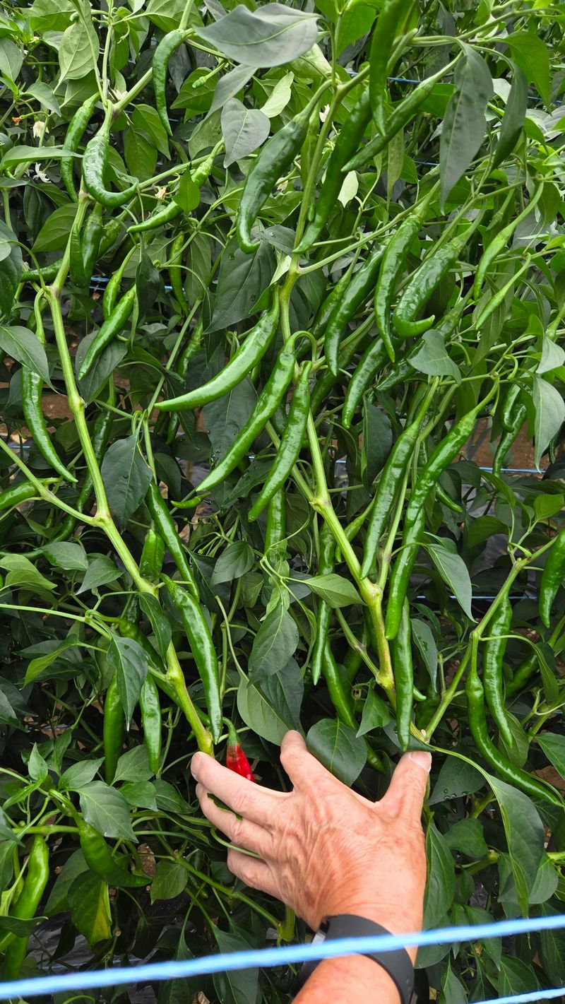 인제 돈키호테님의 장터 판매 상품 [청양 풋고추 5kg] 첨부 사진