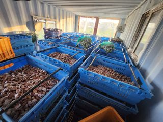 홍산농부님의 마늘 · 품종•종자 작성글 사진