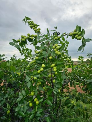 망운천지향토농원님의 자유주제 · 자유게시판 작성글 사진