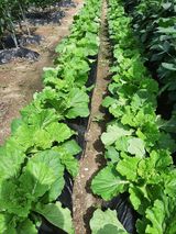 팜모닝 농사, 무엇이든 물어보세요!·참여글 게시글 이미지