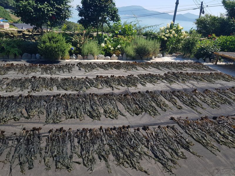 짱뚱이님의 장터 판매 상품 [당사도 갯바위 미역] 첨부 사진