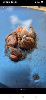 팜모닝 · 게시글 이미지