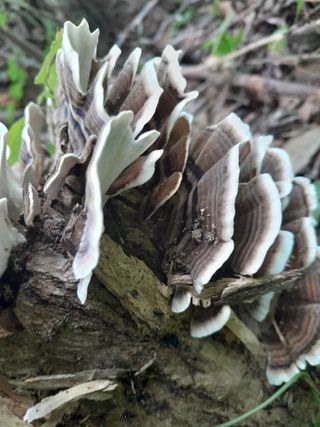 김민수산에서농사중님의 자유주제 · 자유게시판 작성글 사진