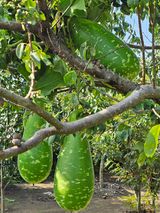 팜모닝 농사, 무엇이든 물어보세요!·참여글 게시글 이미지