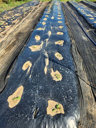 텃밭입문님의 농사, 무엇이든 물어보세요! · 참여글 작성글 사진