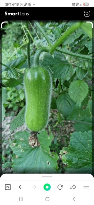 텃밭농부상철이님의 자유주제 · 자유게시판 작성글 사진