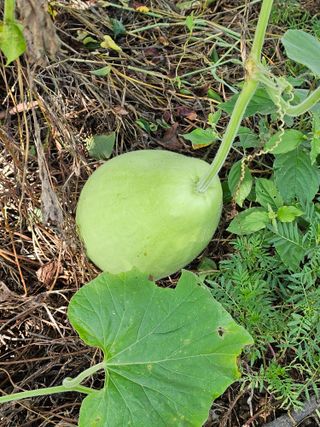 박석연님의 농사, 무엇이든 물어보세요! · 참여글 작성글 사진