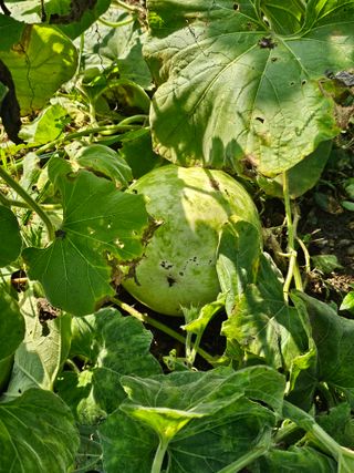 박석연님의 농사, 무엇이든 물어보세요! · 참여글 작성글 사진