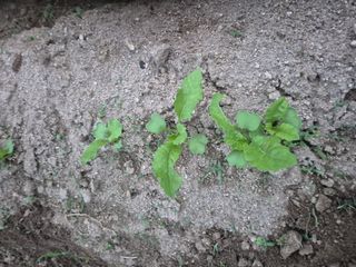 박덕환님의 자유주제 · 자유게시판 작성글 사진