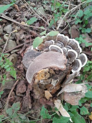 김민수산에서농사중님의 자유주제 · 자유게시판 작성글 사진