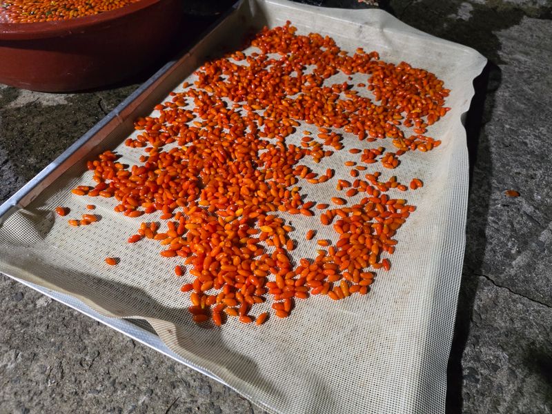 정영란님의 장터 판매 상품 [몸에 좋은 구기자 ] 첨부 사진