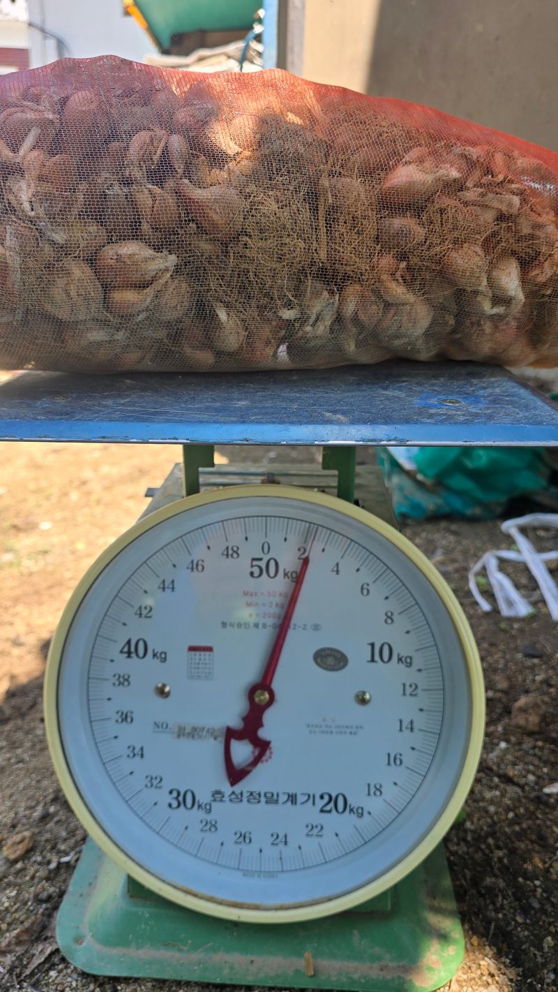 정태권님의 장터 판매 상품 [골파(쪽파) 종구  판매] 첨부 사진